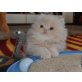 Perser Creme - Kater