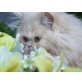Perser Creme - Kater