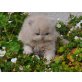 Perser Creme - Kater