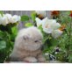 Perser Creme - Kater