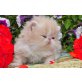 Perser Creme - Kater