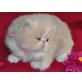 Perser Creme - Kater