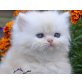 Perser Creme - Kater