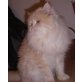 Perser Creme - Kater