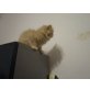 Perser Creme - Kater
