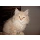 Perser Creme - Kater