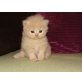 Perser Creme - Kater
