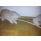Perser Creme - Kater