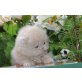 Perser Creme - Kater