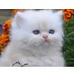 Perser Creme - Kater