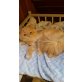 Perser Creme - Kater