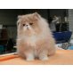 Perser Creme - Kater