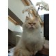 Perser Creme - Kater