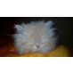 Perser Creme - Kater
