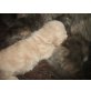 Perser Creme - Kater