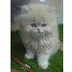 Perser Creme - Kater