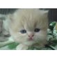 Perser Creme - Kater