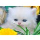 Perser Creme - Katze