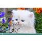 Perser Creme - Katze