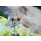 Perser Creme - Katze