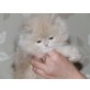Perser Creme - Katze