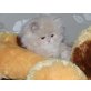 Perser Creme - Katze