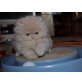 Perser Creme - Katze