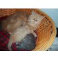 Perser Creme - Katze