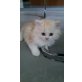 Perser Creme - Katze