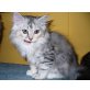 Perser/Deutsch Langhaar - Katze