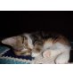 Perser - Europäer - Mix - Glückskatze - Katze