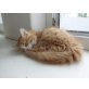 Perser - Europäer - Mix  rot-weiß - Kater