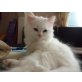 Perser - Europäer - Mix - weiß - Kater