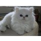 Perser Gold - Kater