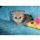 Perser Gold - Kater