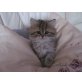 Perser Gold - Kater