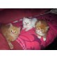 Perser Gold - Kater