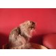 Perser Gold - Kater