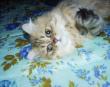 Perser Gold - Kater