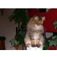 Perser Gold - Katze