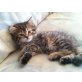 Perser Gold - Katze