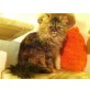 Perser Gold - Katze