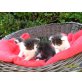 Perser Hauskatze - Kater