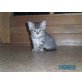 Perser/Hauskatze - Kater