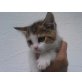 Perser / Hauskatze - Kater