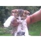 Perser / Hauskatze - Kater