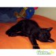 Perser-Hauskatze - Kater