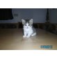 Perser/Hauskatze - Katze