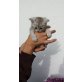 Perser / Hauskatze - Katze