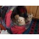 Perser - Kater